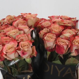 Freshy Roses “Cappuccino” | Couleur: Rose | Longueur ± 40 centimeter | Par 20 roses