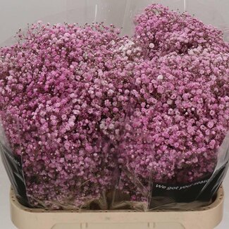 Freshy Gypsophila Schleierkraut Farbbehandelt “Antik Pink” | Farbe: Rosa | Länge ± 80 centimeter | Pro 25 Stiele frische Blumen