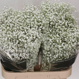 Freshy Gypsophila Paniculata Schleierkraut “Cosmic” | Farbe: Weiß | Länge ± 80 centimeter | Herkunft Ecuador | Pro 25 Stielen frische Blumen