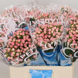 Freshy Hypericum St John's wort “Coco Casino” | Colour: Pink | Length ± 60 centimeter | Per 20 fresh flowers