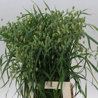 Freshy Poaceae Briza Media Trilgras | Kleur: Wit | Lengte ± 70 centimeter | Per 50 verse bloemen