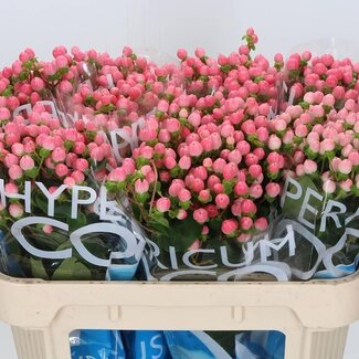 Freshy Hypericum Hertshooi “Coco Casino” | Kleur: Roze | Lengte ± 70 centimeter | Per 20 verse bloemen