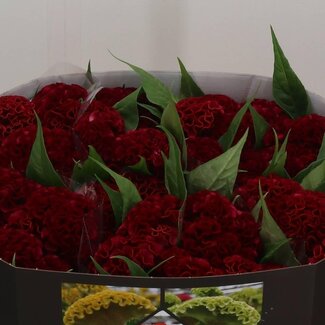 Freshy Celosia Cristata “Act Dara” | Couleur: Rouge | Longueur ± 72 centimeter | Par 10 fleurs fraîches