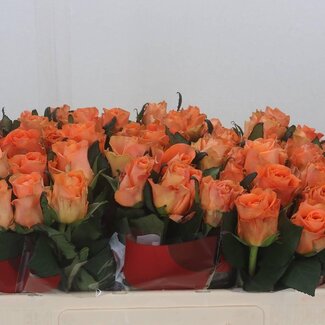Freshy Roses “On Fire” | Colour: Orange | Length ± 50 centimetre | Per 20 roses