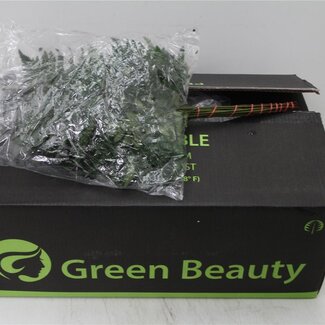 Freshy Leather fern Rumohra Medium | Colour: Green | Length ± 45 centimeter | 30 branches per bunch | Per 5 bunches
