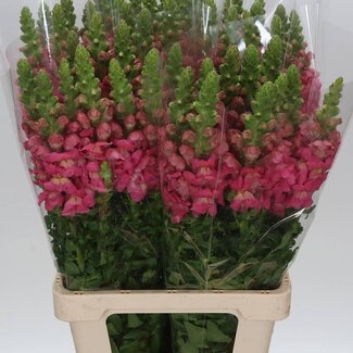 Freshy Antirrhinum Snapdragon “Poto. Cherry” | Colour: Mixed Colours | Length ± 70 centimeter | Per 10 fresh flowers