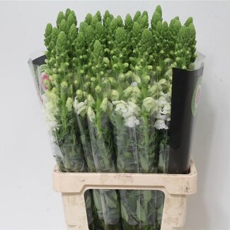 Freshy Antirrhinum Leeuwenbek “Poto. White” | Kleur: Gemengde Kleuren | Lengte ± 70 centimeter | Per 10 verse bloemen