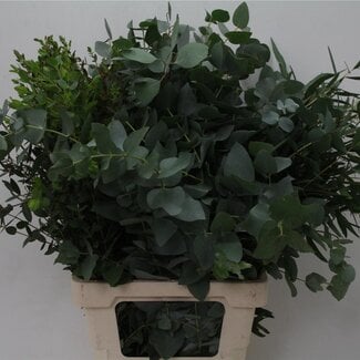 Freshy Eucalyptus Mix 300gr (p. bos)