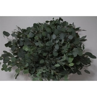 Freshy Eucalyptus Populus Blatt | Farbe: Grün | Länge ± 70 centimeter | Pro 5 Bündel
