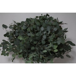 Freshy Eucalyptus Populus Leaf | Colour: Green | Length ± 70 centimetre | Per 5 bunches