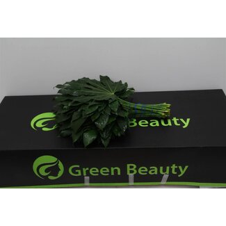 Freshy Aralia Blatt | Farbe: Groen | Länge ± 40 centimeter | Pro 5 Bündel