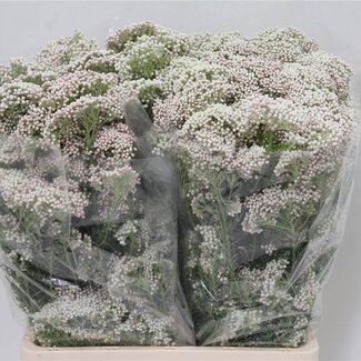 Freshy Ozothamnus Rijstbloem “White” | Couleur: Blanc | Hauteur ± 70 centimeter | Par 5 bouquets