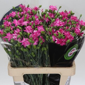 Freshy Spray carnation “Tessino Fruity” | Colour: Pink | Length ± 60 centimetre | Per 50 fresh flowers