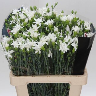 Freshy Spray carnation “Tessino White” | Colour: Pink | Length ± 60 centimeter | Per 50 fresh flowers