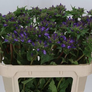 Freshy Campanula Glomerata Biologisch | Couleur: Violet Bleu | Longueur ± 70 centimeter | Par 10 fleurs fraîches