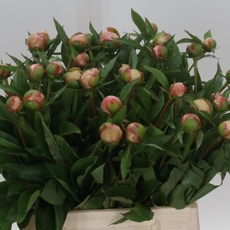 Freshy Paeonia Pfingstrose L “Alertie” Biologisch | Farbe: Lila | Länge ± 45 centimeter | Pro 10 frische Blumen
