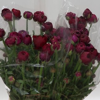 Freshy Ranunculus Ranonkel Amandine “Bonbon” Biologisch | Kleur: Roze | Lengte ± 50 centimeter | Per 20 verse bloemen
