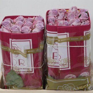 Freshy Grootbloemige rozen “Ocean Song” | Kleur: Paars | Lengte ± 50 centimeter | Herkomst Ecuador | Per 25 rozen