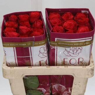 Freshy Large-flowered roses “Bromo” | Colour: Red | Length ± 40 centimetre | Origin Ecuador | Per 25 roses