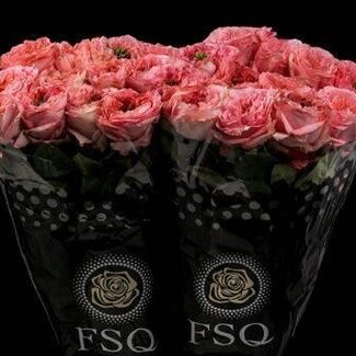 Freshy Großblütige Rosen “Mandarin X-pression” | Farbe: Rosa | Länge ± 60 centimeter | Herkunft Ecuador | Pro 20 Rosen