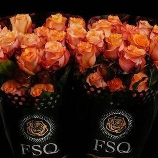 Freshy Rose à grandes fleurs “Twilight” | Couleur: Orange | Longueur ± 50 centimeter | Origine Équateur | Par 20 fleurs fraîches