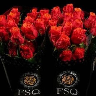 Freshy Großblütige Rose “Espana” | Farbe: Gelb Orange | Länge ± 60 centimeter | Herkunft Ecuador | Pro 20 frische Blumen