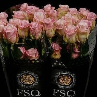 Freshy Großblütige Rose “Faith” | Farbe: Rosa | Länge ± 50 centimeter | Herkunft Ecuador | Pro 20 frische Blumen