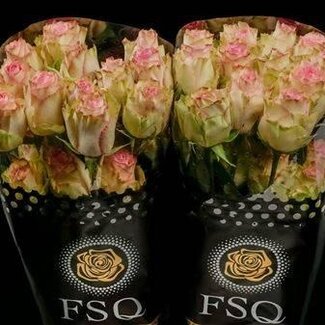 Freshy Rose à grandes fleurs “Esperance” | Couleur: Rose | Longueur ± 50 centimeter | Origine Ecuador | Par 20 fleurs fraîches