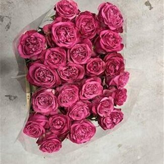 Freshy Large-flowered Rose “Dark Crown” | Colour: Pink | Length ± 50 centimeter | Origin Ecuador | Per 20 fresh flowers