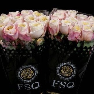 Freshy Rose à grandes fleurs “Fatima Garden” | Couleur: Blanc Rosé | Longueur ± 60 centimeter | Origine Équateur | Par 20 fleurs fraîches