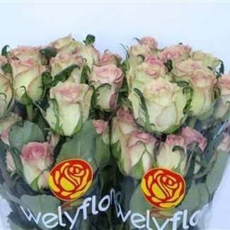 Freshy Rosen “Sweet Elegance” | Farbe: Rot Wit | Länge ± 50 centimeter | Pro 25 Rosen
