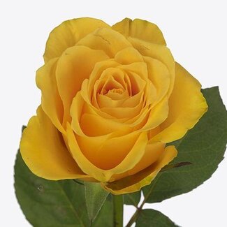 Freshy Roses “Goldfinch” maat LL | Couleur: Jaune | Longueur ± 60 centimeter | Par 25 roses