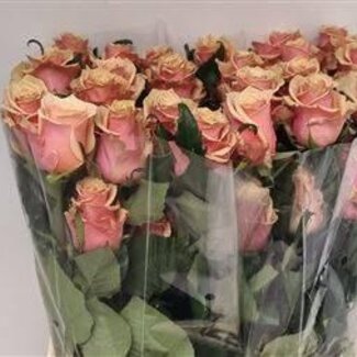Freshy Rozen “Pink Amaretto” maat LL | Kleur: Roze Geel | Lengte ± 60 centimeter | Per 25 rozen