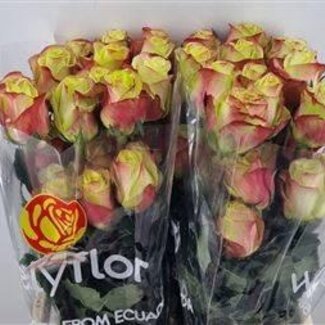 Freshy Roses “Journey” | Colour: Pink Yellow | Length ± 60 centimetre | Per 25 roses