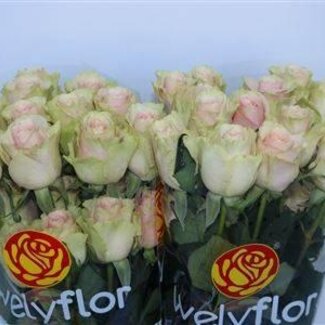 Freshy Roses “Frutetto” | Couleur: Rose | Longueur ± 50 centimeter | Par 25 roses