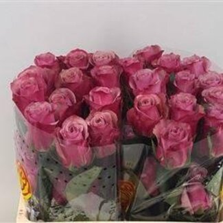Freshy Roses “Purple Moon” | Colour: Purple | Length ± 50 centimetre | Per 25 roses