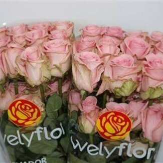 Freshy Roses “Pink Candy” | Colour: Pink | Length ± 50 centimeter | Per 25 roses