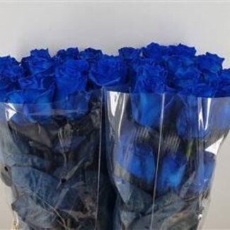 Freshy Roses “Mondial Blue” taille LL | Couleur: Bleu | Longueur ± 70 centimeter | Par 25 roses
