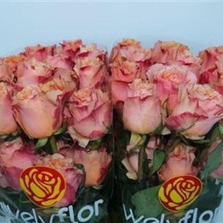 Freshy Roses “Carpediem” | Colour: Orange | Length ± 40 centimetre | Per 25 roses