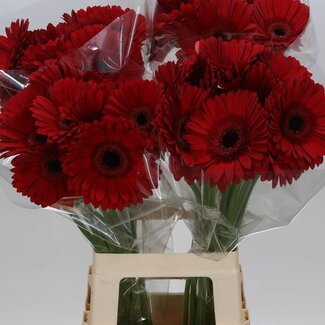 Freshy Gérbera “Armor” | Couleur: Rouge | Longueur ± 65 centimeter | Par 10 fleurs fraîches