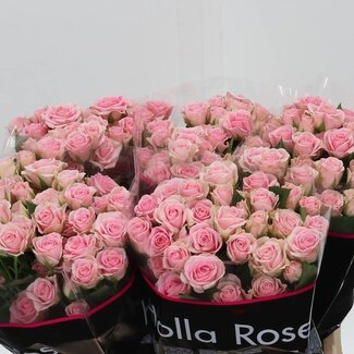 Freshy Dutch spray rose “Severina” | Colour: Pink | Length ± 40 centimetre | Per 20 roses