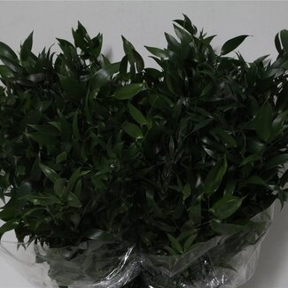 Freshy Kurze Ruscus Muizendoorn | Farbe: Grün | Länge ± 60 centimeter | Pro 5 Bündel