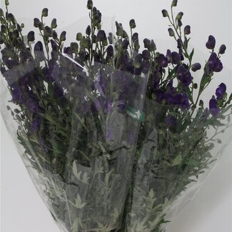 Freshy Aconitum Napellus “Pyramidale” Monkshood | Colour: Purple | Length ± 110 centimeter | Per 10 stems fresh flowers