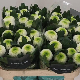 Freshy Deco Chrysanthemum Chrysant “Pompon White” | Kleur: Wit | Lengte ± 70 centimeter | Per 10 verse bloemen
