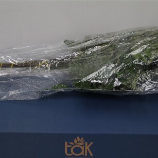 Freshy Rumohra Leather fern Vacuum packed | Colour: Green | Length ± 50 centimetre | 12 stems per bunch | Per 6 bunches