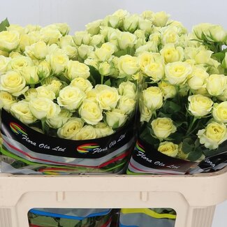 Freshy Spray rose “Wedding Invite” | Colour: Yellow | Length ± 70 centimeter | Per 10 roses
