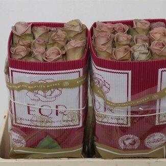 Freshy Grootbloemige rozen “Amnesia” | Kleur: Paars | Lengte ± 50 centimeter | Herkomst Ecuador | Per 25 rozen