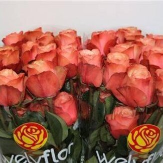 Freshy Roses “Kahala” | Couleur: Rose | Longueur ± 50 centimeter | Par 25 roses