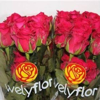 Freshy Roses “Full Monty” size LL | Colour: Pink | Length ± 50 centimeter | Per 25 roses