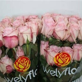 Freshy Roses “Pink Ohara” | Colour: Pink | Length ± 60 centimeter | Per 25 roses